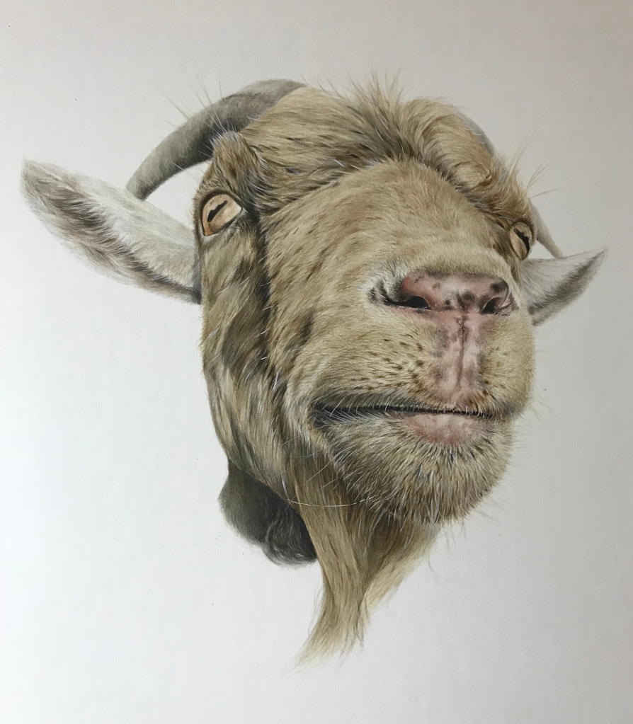 Contented Goat / Watercolour, gouache on board / 24cm x 18cm